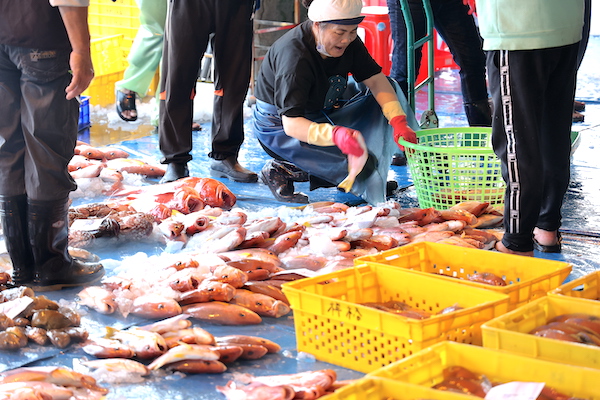 澎湖第一魚市場，天天都有新鮮的漁貨在這裡拍賣。