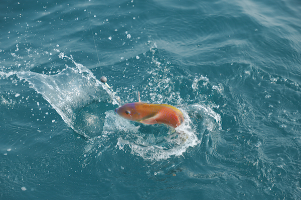 「一支釣」是澎湖當地捕魚的一種方法，是品質最高海鮮的主要來源。