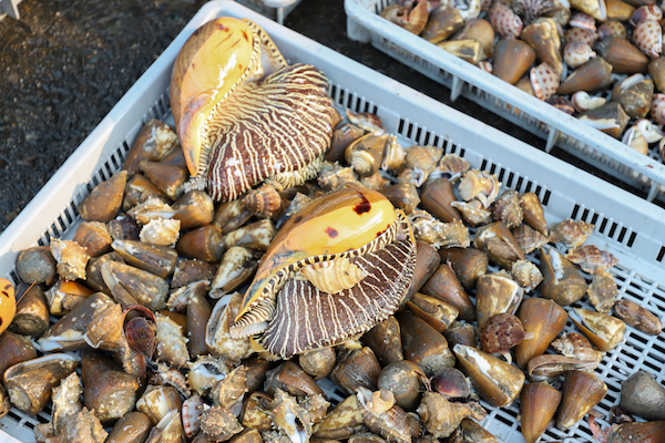 椰子渦螺又名螺旋貝、椰子螺、木瓜螺，是海產店常見的巨型螺類。