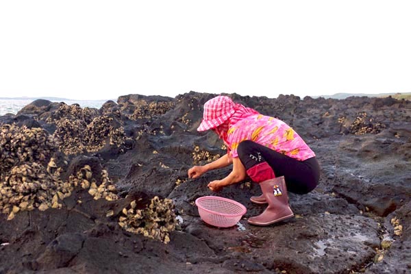 澎湖居民的生活與大海息息相關，圖為採集螺貝類的婦人。