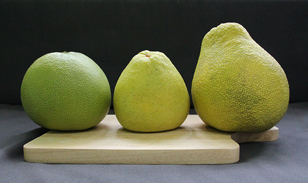 這是什麼 柚 教你分辨3 種柚子品種 食材研究所 悠活報報 悠活農村